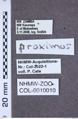 Etiketten zu Dolinolus brunneus (NHMW-ZOO-COL-0010010)